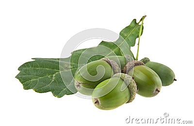 Acorns isolated on white background Stock Photo