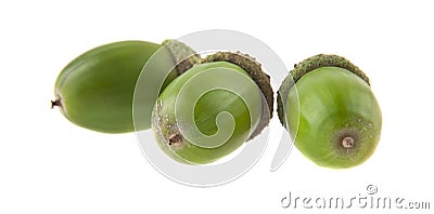 Acorns isolated on white background Stock Photo