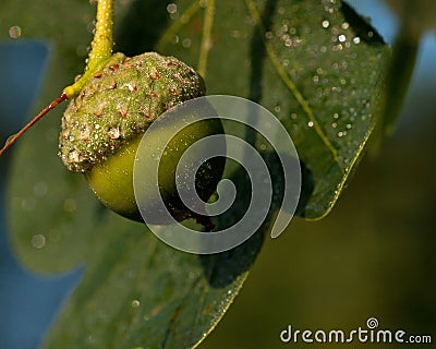 Acorns oak branch Stock Photo