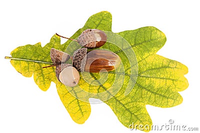 Acorns on oak leaves in autumnal colors, close up Stock Photo