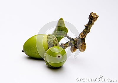 Acorns from an Oak tree Stock Photo