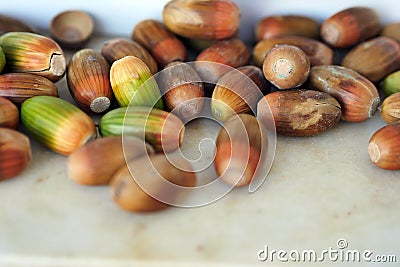 Acorns ripening on a ground, acorns which are the fruits of the oak tree Stock Photo
