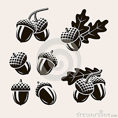 Acorns set. Vector Vector Illustration