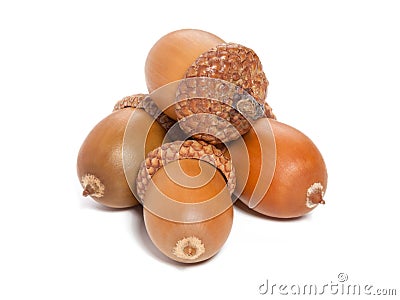 Acorns Stock Photo