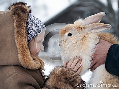 Acquaintance of little girl and a huge rabbit Stock Photo