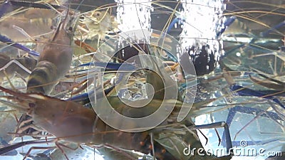 Acquario di pietra dell'aria della vasca di pesce ossigeno per il gambero gigante del fiume video d archivio Acquario di pietra dell'aria della vasca di pesce ossigeno per il gambero gigante del fiume video d archivio