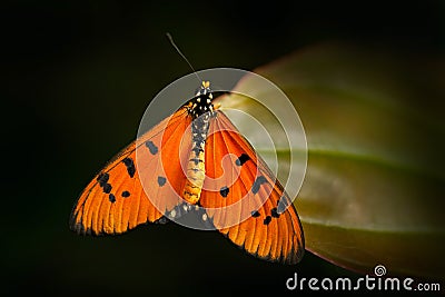 Acraea acrita, the fiery acraea, butterfly of the family Nymphalidae, from Tanzania in Africa. Orange insect in the nature habita Stock Photo