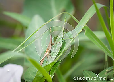 Acrida Locust. .The big green female and the small brown male were breeding in the desert grass Stock Photo