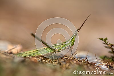 Acrida ungarica grasshopper Stock Photo