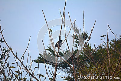 Acridotheres javanicus on a distant treetop Stock Photo