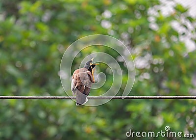 Acridotheres, the powerful bird of Asia Stock Photo