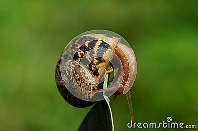 Acrobatic snail Stock Photo