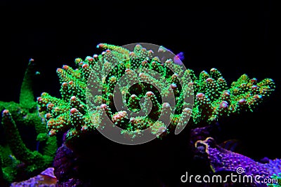 Acropora short polyps stony coral Stock Photo