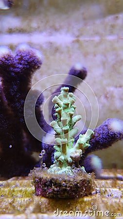 Acropora short polyps stony coral Stock Photo