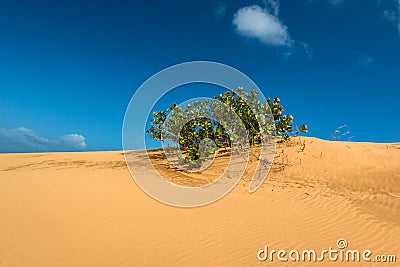 Desert Scene at Dinh Cape, Ninh Thuan Province, Vietnam Stock Photo