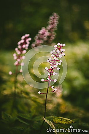 Actaea Alba or White Cohosh Stock Photo