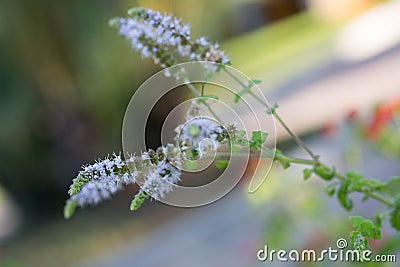 Actaea Racemosa Flower: White Efflorescence in a Garden Stock Photo
