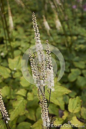 Actaea racemosa var. cordifolia Stock Photo