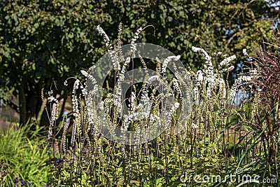 Actaea simplex Atropurpurea Group Stock Photo