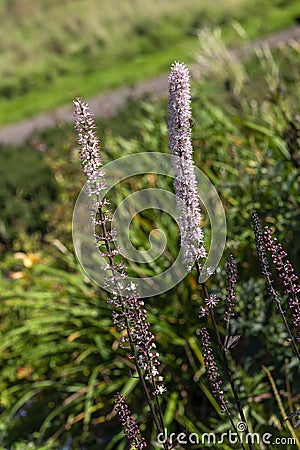 Actaea simplex Atropurpurea Group Stock Photo