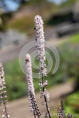 Actaea simplex Atropurpurea Group Stock Photo