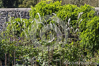 Actaea simplex Atropurpurea Group Stock Photo