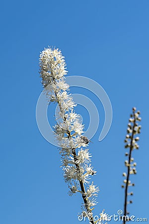 Actaea simplex `Pritchard`s Giant Stock Photo