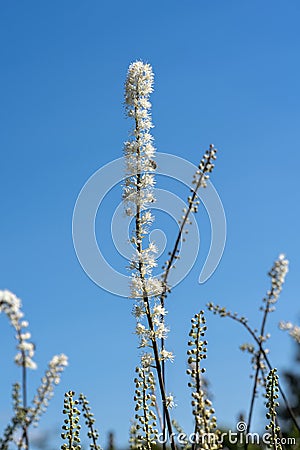 Actaea simplex `Pritchard`s Giant Stock Photo