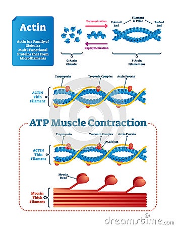 Actin vector illustration. Labeled diagram with protein structure. Vector Illustration