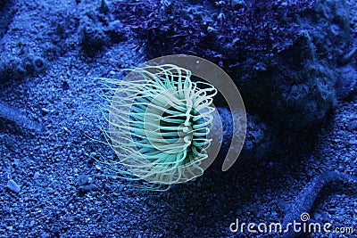 Actinia Stock Photo