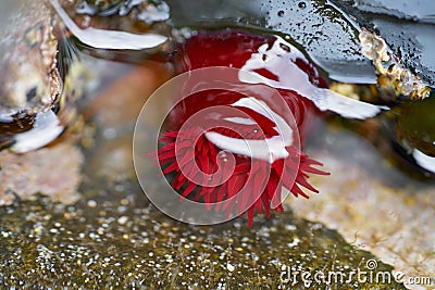 Actinia equina sea tomato red anemone Stock Photo