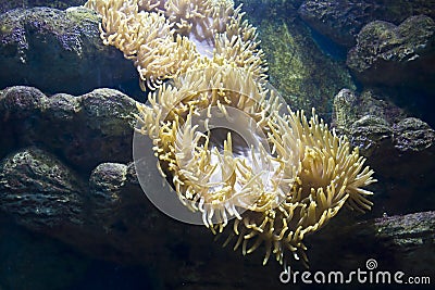 Actinia (sea anemona) Stock Photo