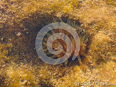 Actinia underwater, Mediterranean sea Stock Photo