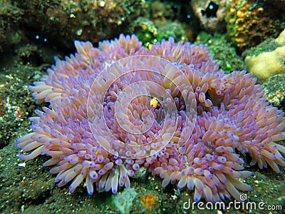 Actiniaria marine plant coral bali Stock Photo