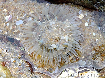 Actiniaria Sea anemone marine animal Stock Photo