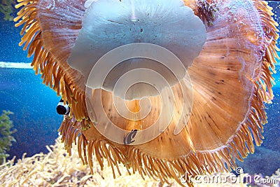 Actiniaria in a sea aquarium Stock Photo