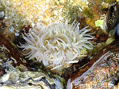 Actiniaria white sea anemone Stock Photo