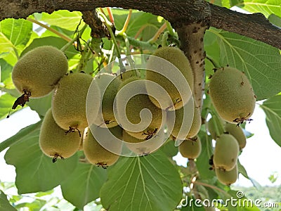 Actinidia chinensis Stock Photo