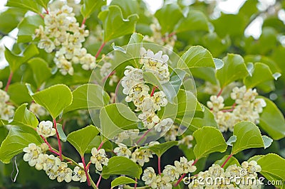 Actinidia (Hardy Kiwi) Plant with Flowers Stock Photo