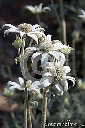 Flowers of an actinotus helianthi plant an australian wildflower Stock Photo