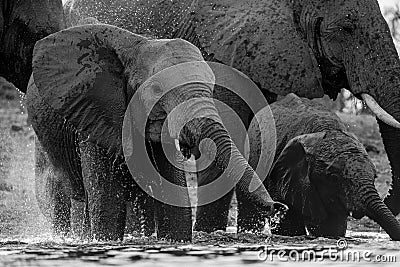 An action black and white photograph of a young elephant spraying and splashing water Stock Photo