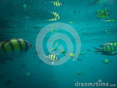 Sergeant fish in the blue thai sea near Ko Ngai, Ko Lanta, Thailand Stock Photo