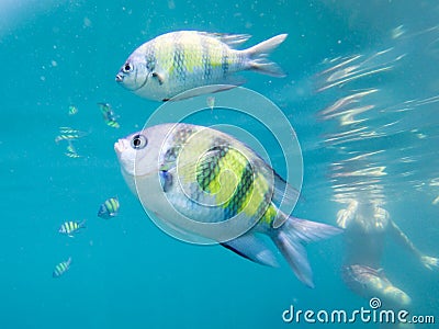 Tourist snorkeling with sergeant fish in the blue thai sea near Ko Ngai, Ko Lanta, Thailand Stock Photo