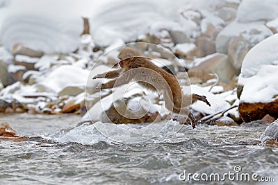 Action monkey wildlife scene from Japan. Monkey Japanese macaque, Macaca fuscata, jumping across winter river, Hokkaido, Japan. Sn Stock Photo