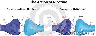 Action of Nicotine Vector Illustration