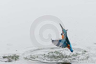 Action photo of a kingfisher coming out from water Stock Photo