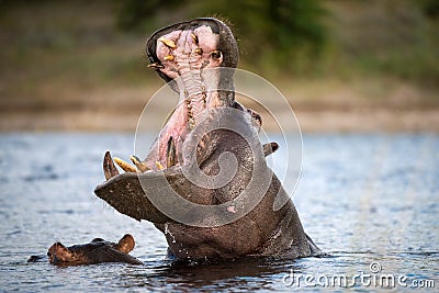 An action portrait of an adult hippo with its mouth wide open Stock Photo