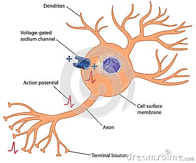 Action potential in a nerve cell Vector Illustration