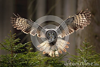 Action scene from the forest with owl. Flying Great Grey Owl, Strix nebulosa, above green spruce tree with orange dark forest back Stock Photo