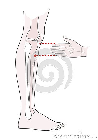 Active acupuncture points on the legs: below the knee. Vector illustration Vector Illustration